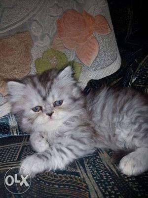 Punched and doll face persian kittens for sale.