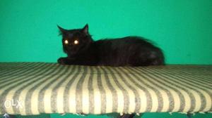 Pure Black Persian cat