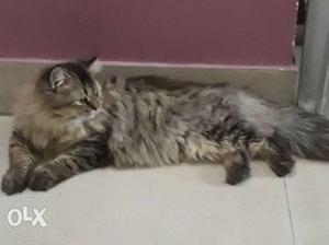 Pure Persian doll face 8mnth male