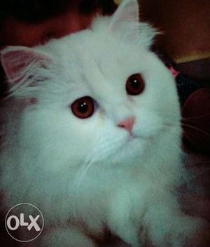 Pure white Persian healthy and very