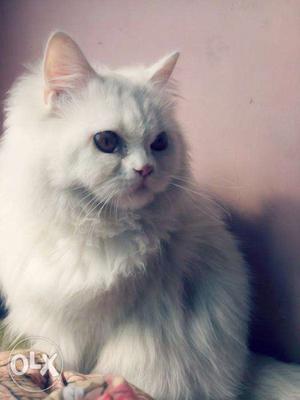 Pure white persian kitten..8 months old..very active.at
