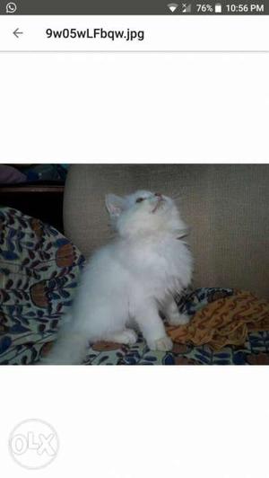 Pure white semi punch face male cat 3 month old