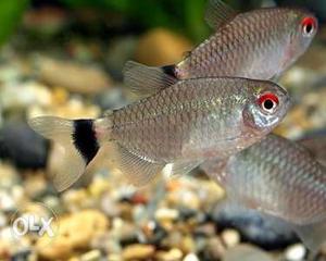 Red eyed tetra 2 pair of rs 60/-