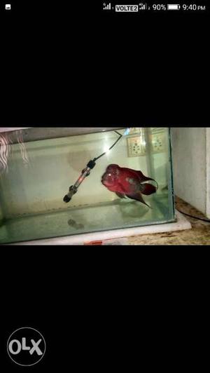 Red flowerhorn with hump 8 months old breding male