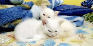 Semi persian kittens 1month old male white blue
