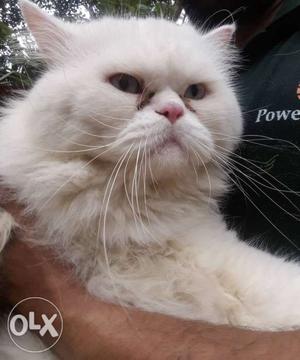 Semi punch heavy size pure white blue eyes male cat for