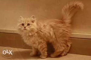 Short-coated Brown Kitten