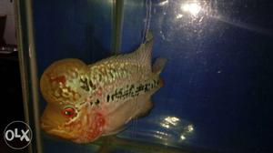 Super red magma flowerhorn with nice pearls on