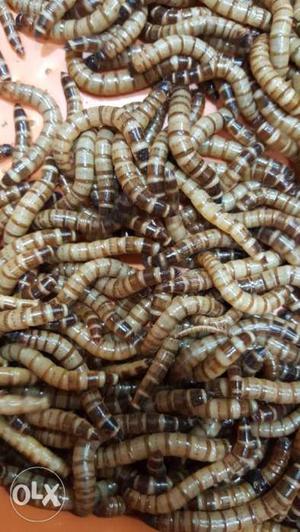 Superworm big size 100pices cost 600rupe..