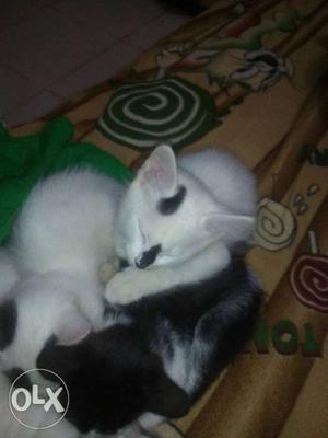 Three Short-fur White And Black Kittens