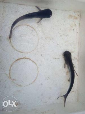 Two Black Koi Fish