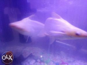 Two white & one black Shark fish 6 inches along