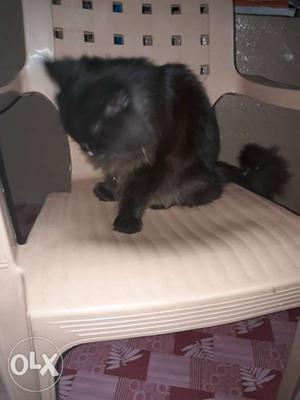 Very active and playfull 7months old persian