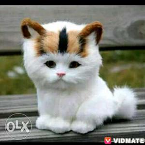 White And Brown Scottish-fold Kitten