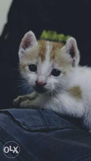 White And Orange Tabby Kitten
