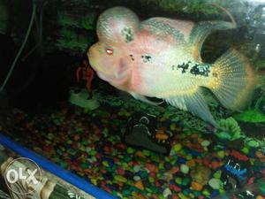 White And Pink Flowerhorn Fish