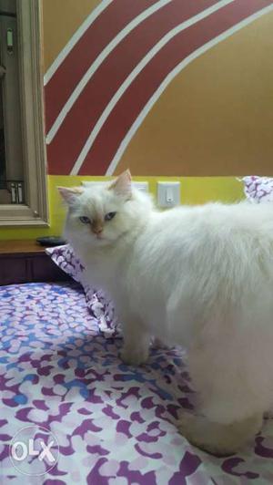 White Persian Cat