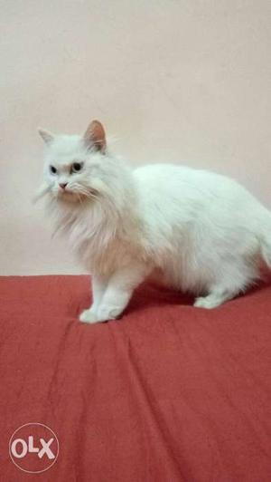 White Persian cat male and female