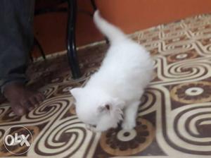 White Siamese Persian kittens with blue eyes male