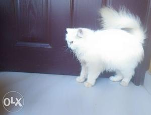 White female persian cat