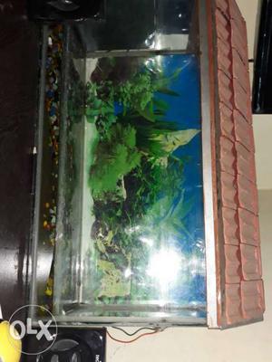 1× 2 feet fish tank with oxygen and filter.