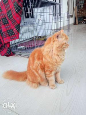 1 and half year persian male cat