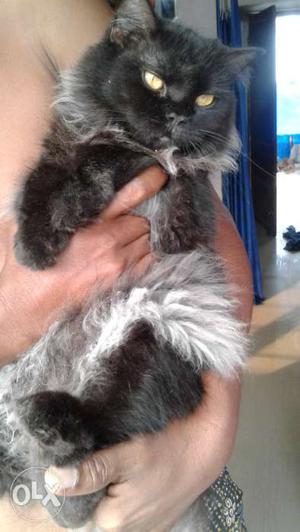 1 nd half yr old female.persian cat.