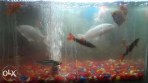 12 ornamental fishes for sell