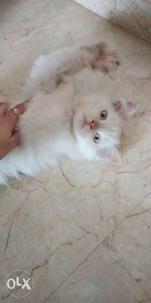 2.5 month old percian doll face White male Kitten