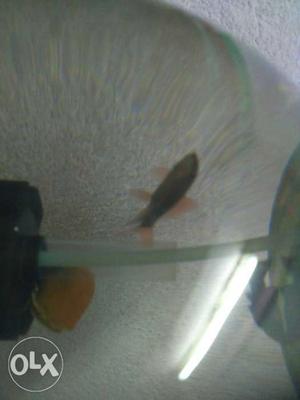 2 Albino red tail sharks for rs 60. imported male