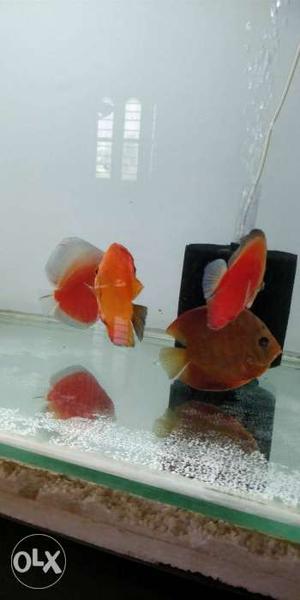 2 Discus breeding pairs. Total cost is 20k for