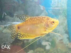 2 male 1 female gourami