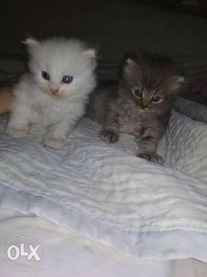 2 male kitten white snow blue eyes grey kitten