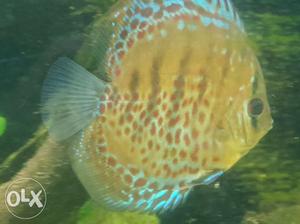 3 healthy discus fishes.