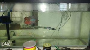 3feet tank flowerhorn superdredsyn shrimps filter