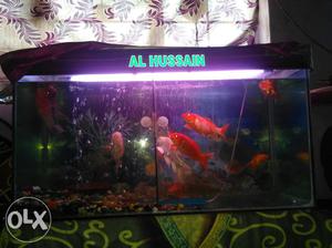 3fit fish tank with gold fish 6