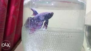 4" globe + 2 beeta fish just RS 400 one red and