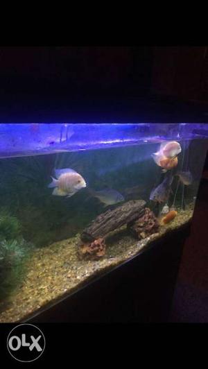 4 pair of silver and orange fishes for sale