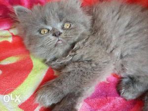 All colour persian kitten for sell