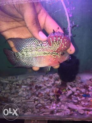 All kinds of imported flowerhorns available