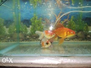 Aquarium gold fish pair of size 4 inches