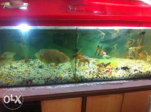 Aquarium with fish for sell