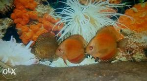 Around 3" 2 checkerboard 2 red discus dolly 2 map imported