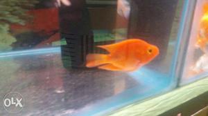Awsome orange looks aquarium pet fish