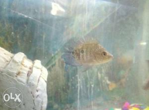Baby flowerhorn fish for sale