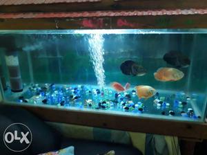 Big size fish tank complete set