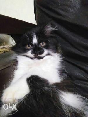 Black and white colour Persian cat for sale