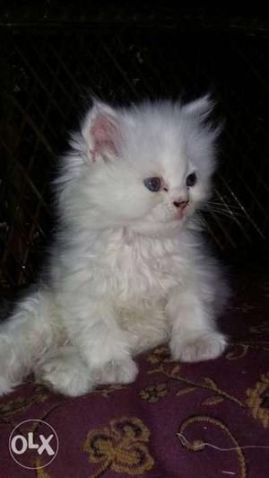 Blue eyed white punched face persian kitten female 60days