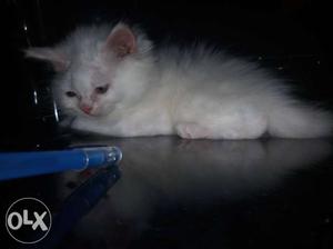 Blue eyes Persian kittens available