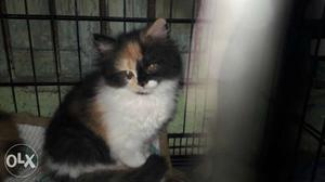 Calico female available 2 month old doll face